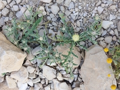 Centaurea pallescens