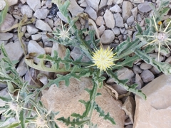 Centaurea pallescens