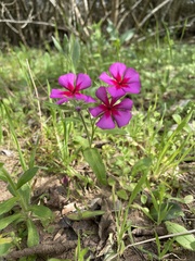 Phlox drummondii