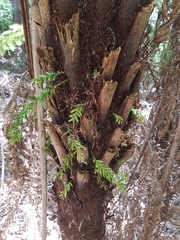 Tmesipteris sigmatifolia