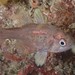 Southern Cardinalfish - Photo (c) kade, some rights reserved (CC BY-NC), uploaded by kade