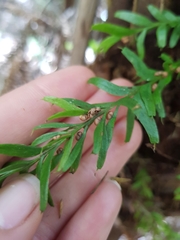 Tmesipteris sigmatifolia