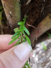 Tmesipteris sigmatifolia