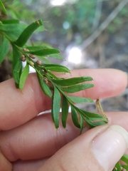 Tmesipteris sigmatifolia