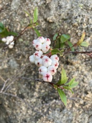 Gaultheria appressa