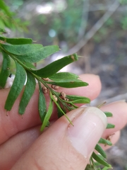 Tmesipteris sigmatifolia