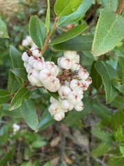Gaultheria appressa