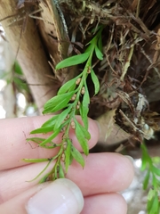 Tmesipteris sigmatifolia