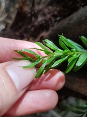 Tmesipteris sigmatifolia