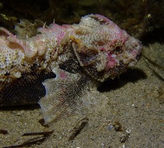 Aploactisoma milesii