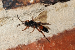 Ichneumon promissorius