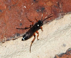 Ichneumon promissorius