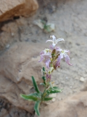 Matthiola longipetala livida