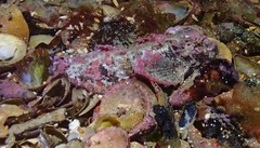 Aploactisoma milesii