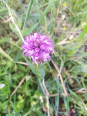 Neotinea tridentata