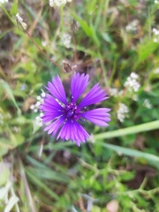 Centaurea cyanoides
