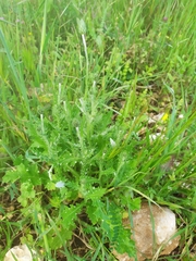 Carduus argentatus