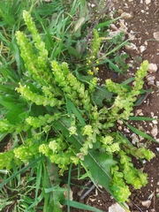 Cruciata articulata