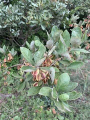 Combretum vendae vendae