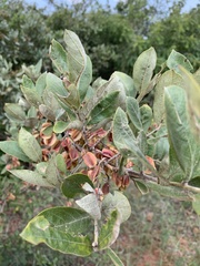 Combretum vendae vendae