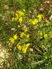 Senecio vernalis