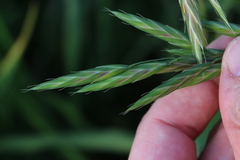 Bromus lithobius