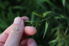 Bromus lithobius