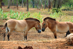 Equus ferus