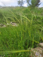 Hordeum spontaneum