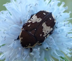 Glycyphana darwinensis