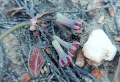 Tulbaghia dregeana