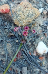 Tulbaghia dregeana