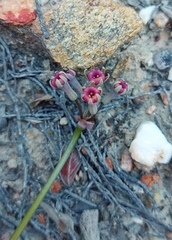 Tulbaghia dregeana