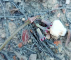 Tulbaghia dregeana