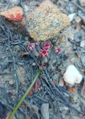 Tulbaghia dregeana