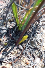 Tulbaghia dregeana