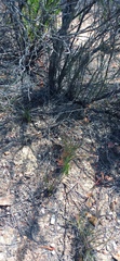 Tulbaghia dregeana