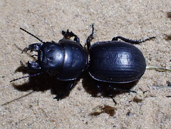 Scaraphites laticollis