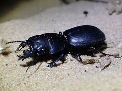 Scaraphites laticollis