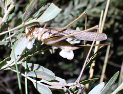 Chinnandectes neenan