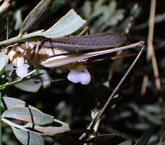 Chinnandectes neenan