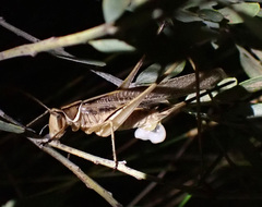 Chinnandectes neenan
