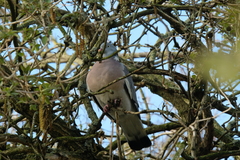 Columba palumbus