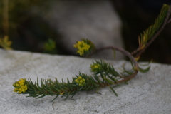 Thymelaea coridifolia