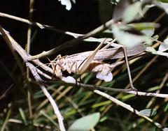 Chinnandectes neenan