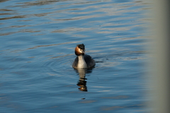 Podiceps cristatus