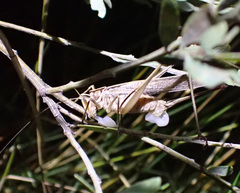 Chinnandectes neenan