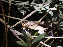 Chinnandectes neenan