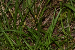 Carex capensis