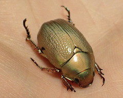 Anoplostethus roseus